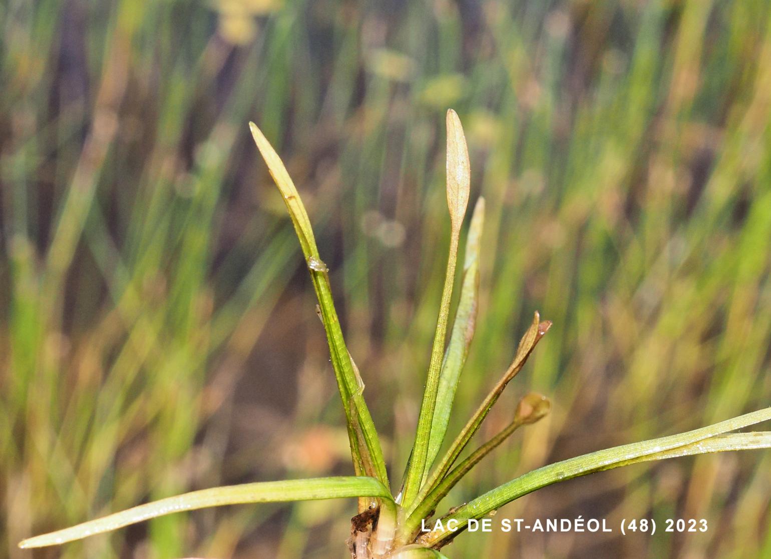 American Shoreweed